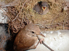 Winter Wren